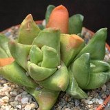 Haworthia starkiana Dscf1935.jpg